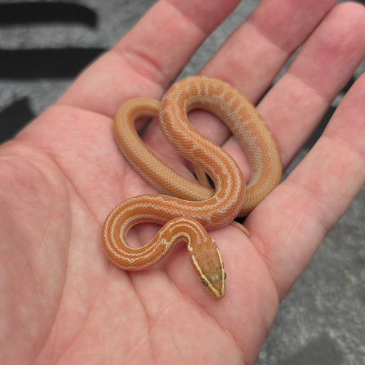 26 Tpos het Hypo male MC21