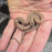26 African House Snake Hypo het Tpos male 02M1