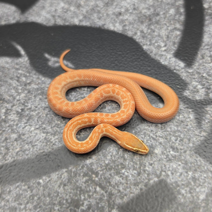 26 Tpos Albino het Blue Eye 50% het Hypo male 22M2