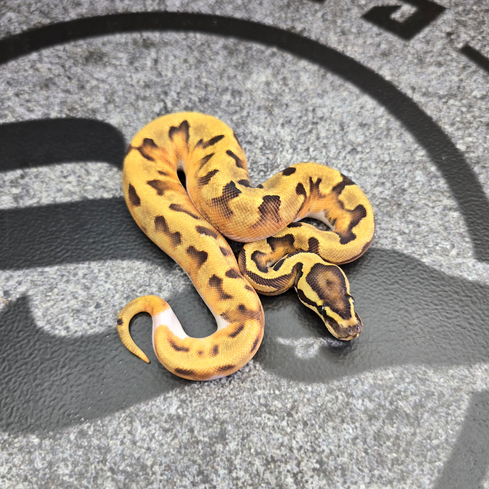 26 Enchi Pied 66% het DG female