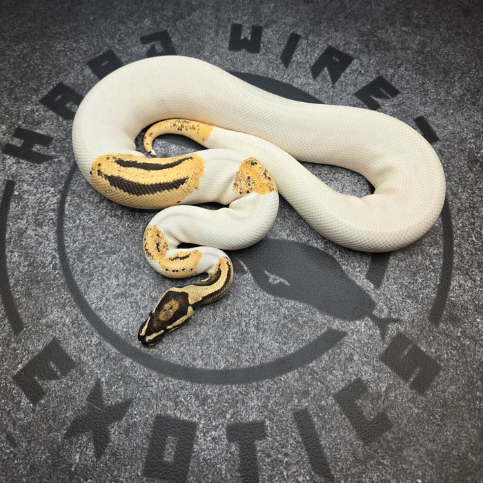 OD YB Pied het Hypo proven breeder male