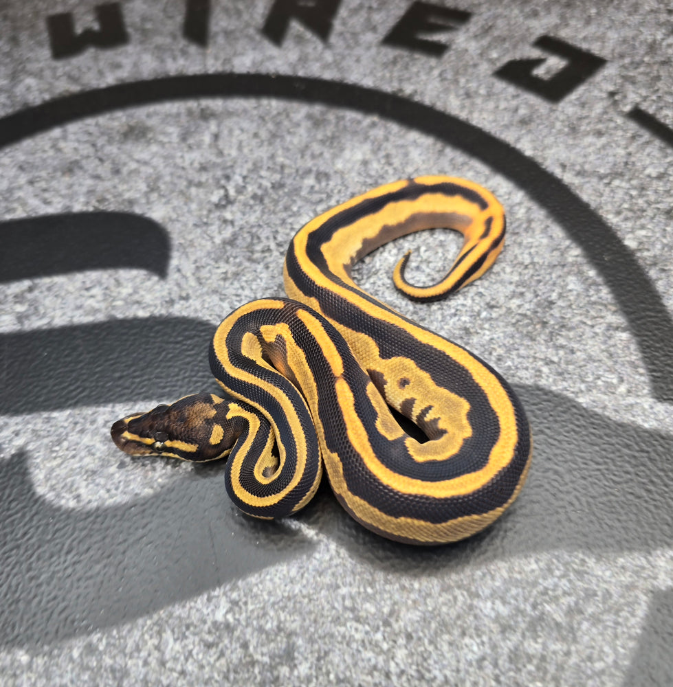 26 OD Leopard Mojave pos YB het Pied male