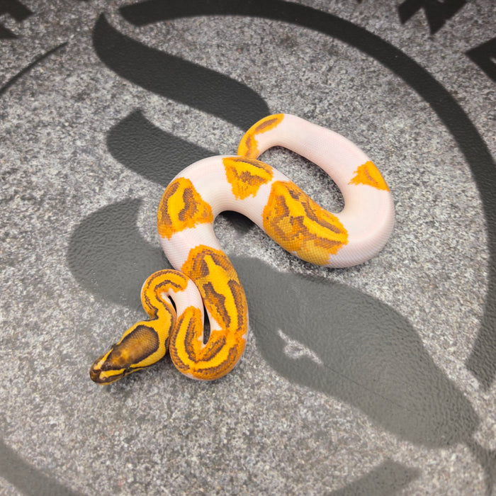 26 Vanilla Enchi YB Pied het Hypo male