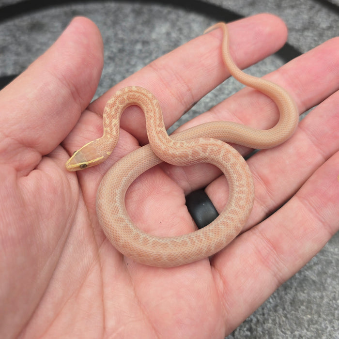 26 Hypo Tpos African House Snake female F5