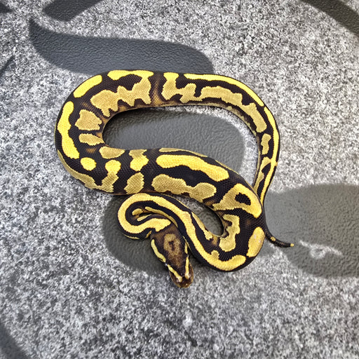 25 Fire YB het DG het Pied female