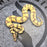 24 OD Fire Enchi DG het Pied male