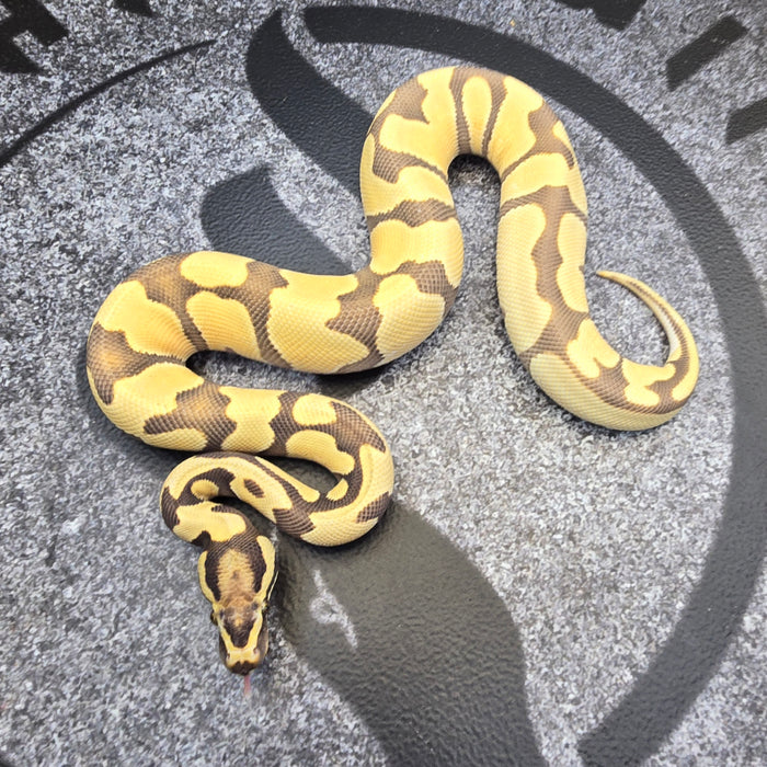 24 OD Fire Enchi DG het Pied male