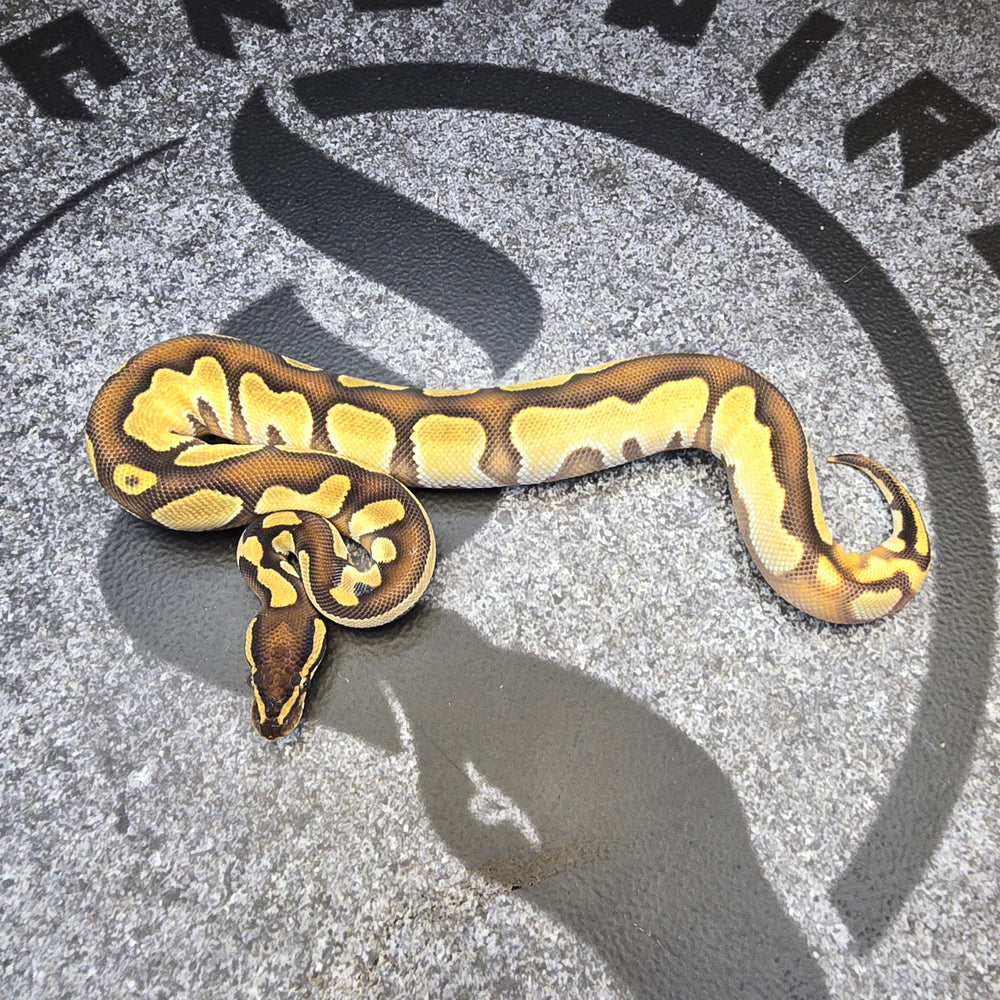 25 BH OD Enchi het DG het Pied male