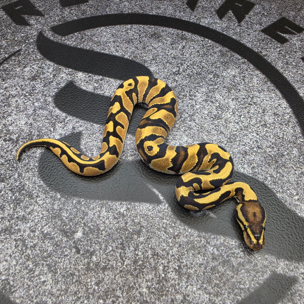26 OD Jaguar male