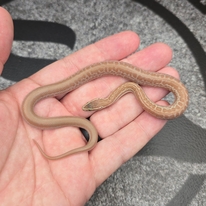 26 House Snake Hypo het Albino Tpos female 02F7