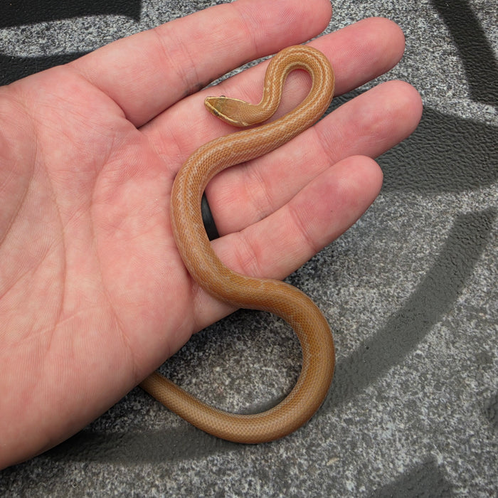 26 Tpos het Hypo African House Snake female 06F7