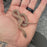 26 Hypo het Tpos African House Snake male 13M1