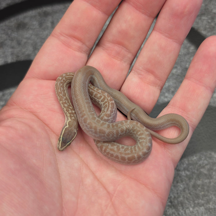 26 Hypo het Tpos Albino African House Snake female 13F8