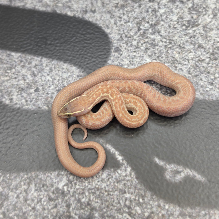 26 Hypo het Tpos Albino male 18M1