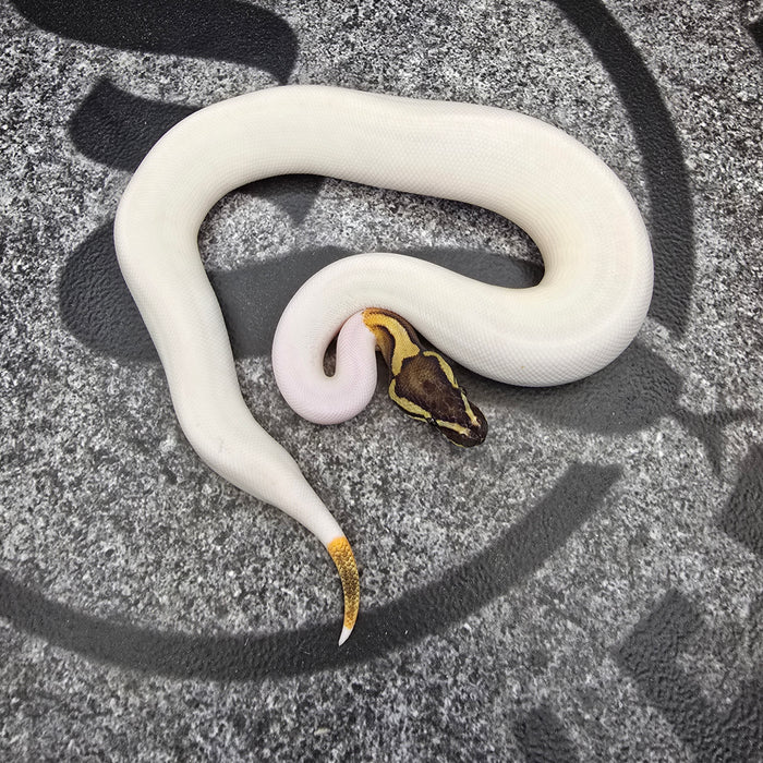 25 Choc GHI (i think) Pied het Hypo male