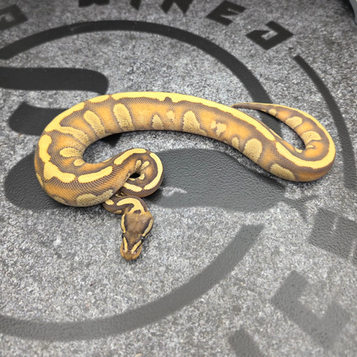 26 Stranger Enchi YB DG male