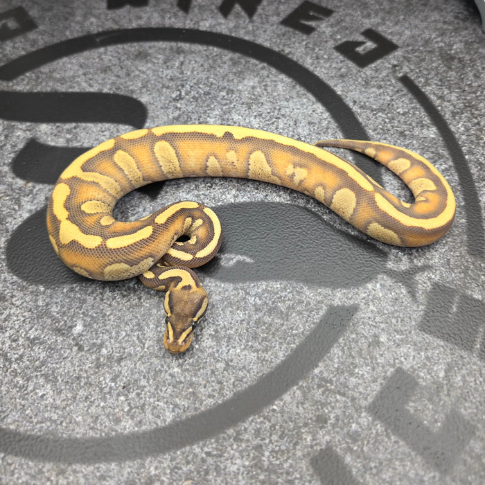 26 Stranger Enchi YB DG male