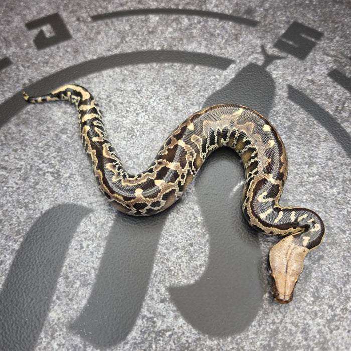 26 Chromehead Short Tail female F6