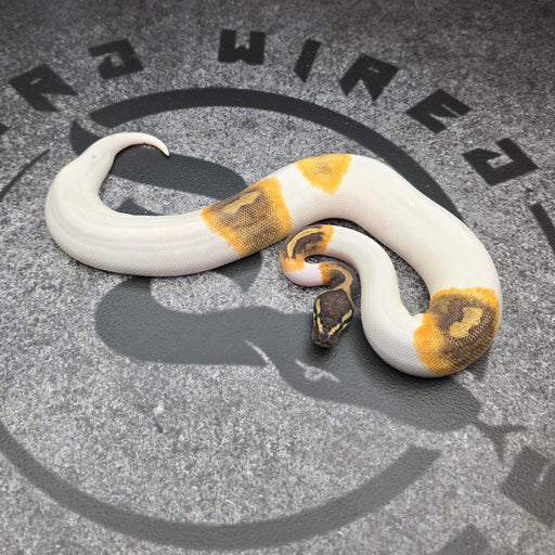 25 GHI Pied het Hypo female