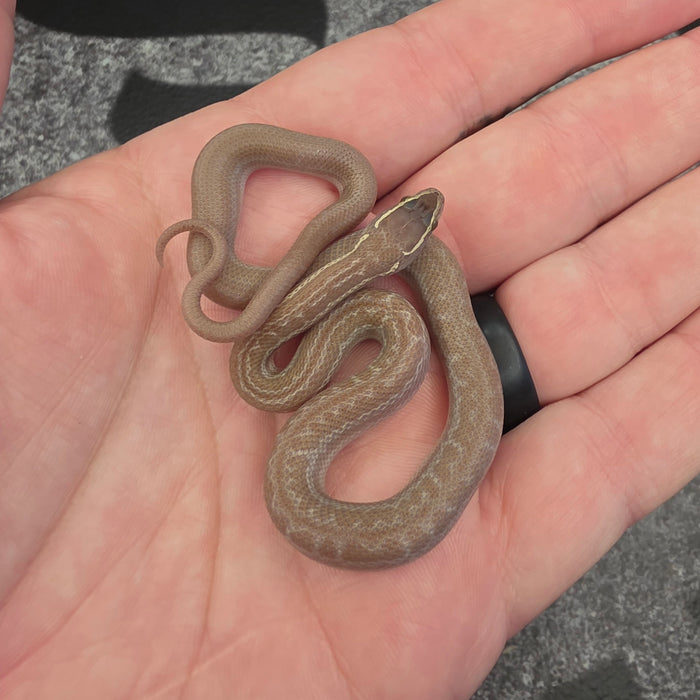 26 Hypo het Tpos Albino African House Snake male 13M2