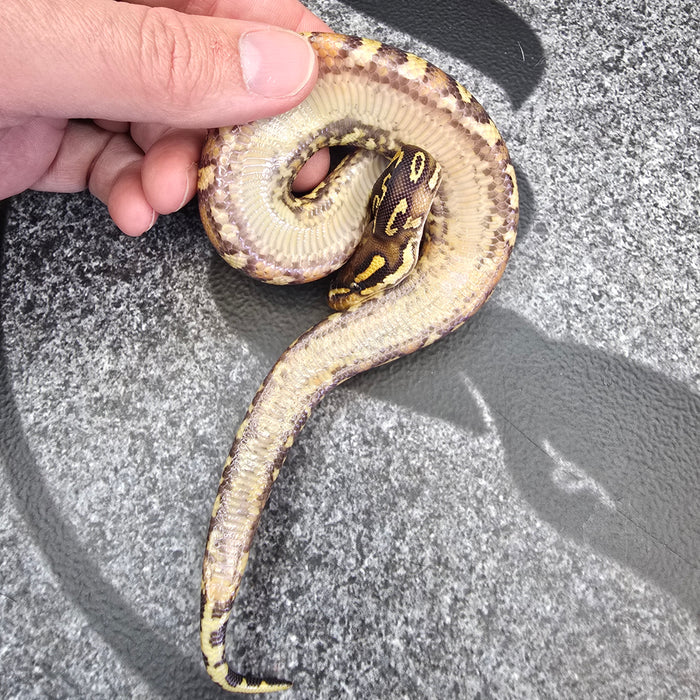 25 Trojan Trick YB het Clown het Pied female