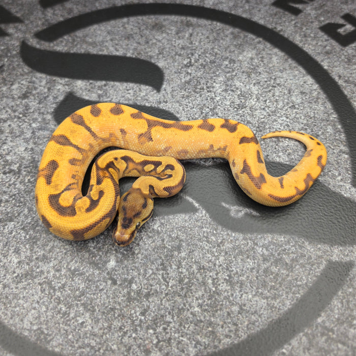 26 OD HGW Enchi YB het Hypo het Pied male