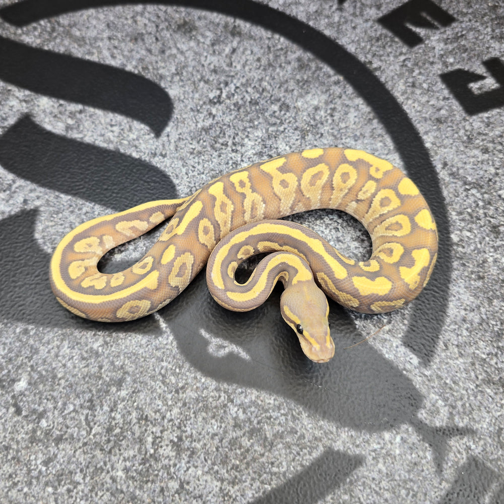 26 Fire Mojave Hypo pos YB male