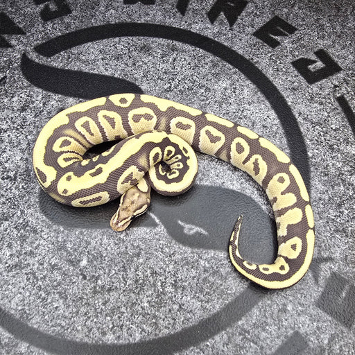 25 Fire Cypress DG female